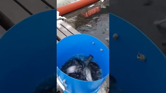 12.12 Запуск 16 кг смотреть онлайн