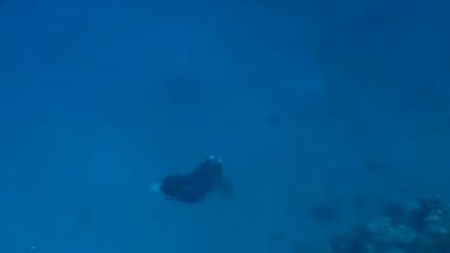 Freediving in Dahab смотреть онлайн