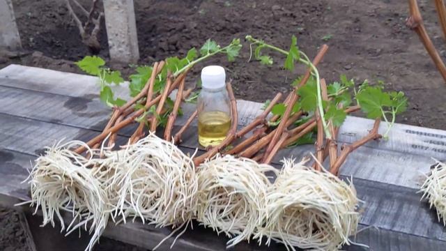 Секреты укоренения винограда смотреть онлайн