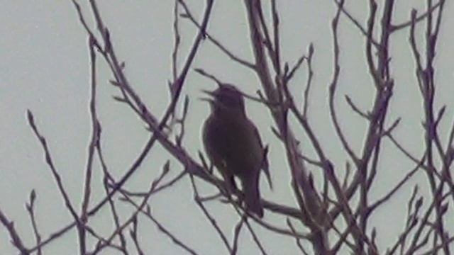 Punakylkirastas laulaa - Turdus iliacus смотреть онлайн