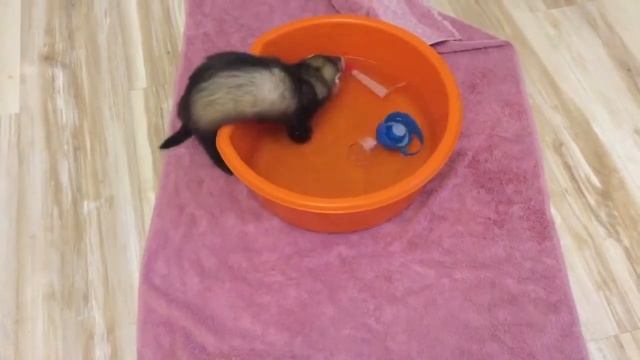 Хорёк учится плавать. Привыкает к воде во время игры. смотреть онлайн