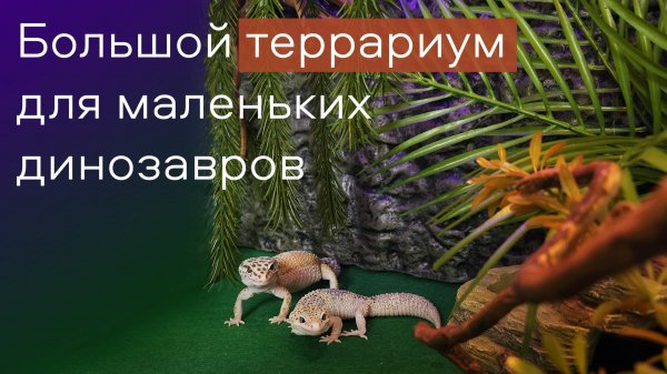ТЕРРАРИУМ ДЛЯ ЭУБЛЕФАРОВ: ПЕРВОЕ ЗНАКОМСТВО И БРАЧНЫЕ ИГРЫ.