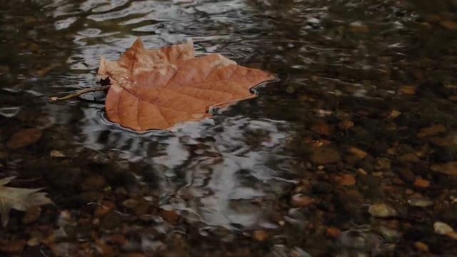 Autumn Video - Piano. A 6-minute video will help you to relax and chill out. Author-Gia kancheli смотреть онлайн