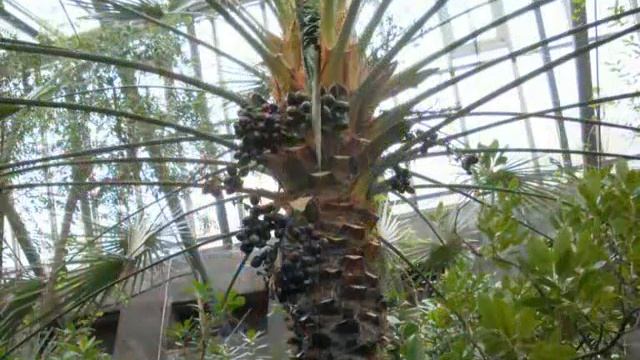 22.03.2011 (поход в ботанический сад фото) смотреть онлайн