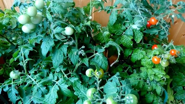Собираем урожай вместе! - Выполняю просьбу зрительницы🍅 смотреть онлайн