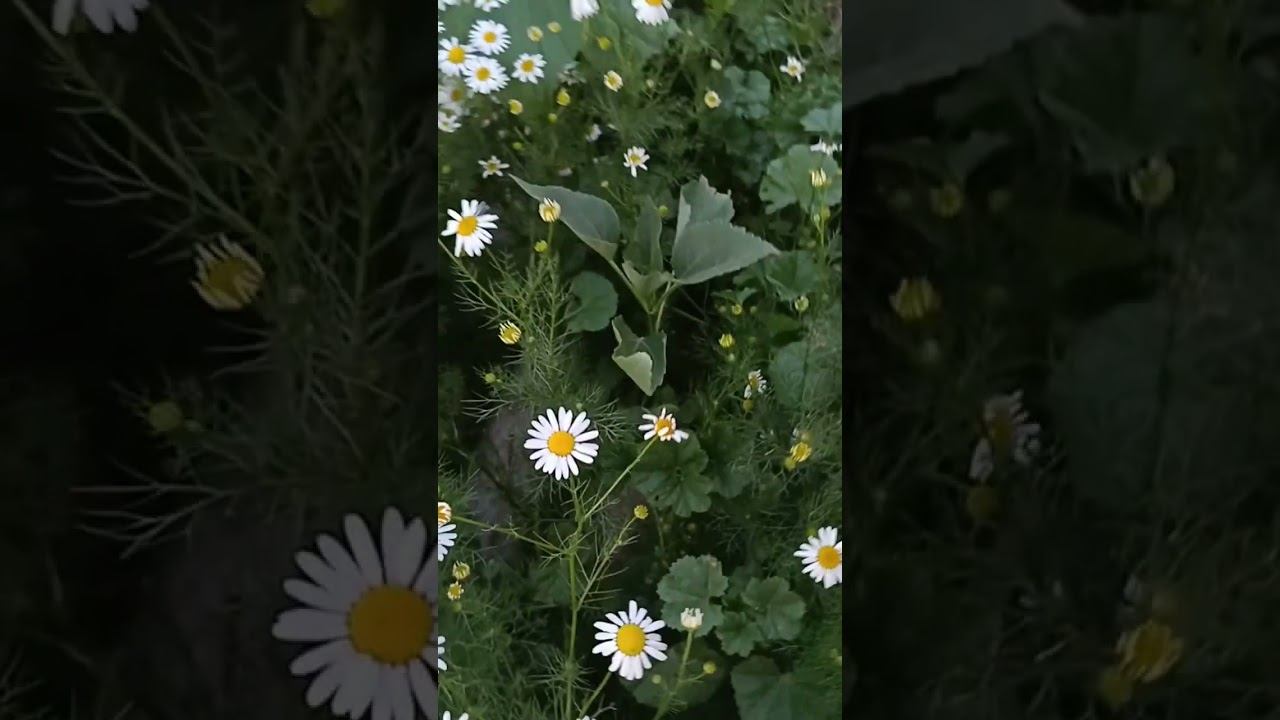 Ромашки смотреть онлайн