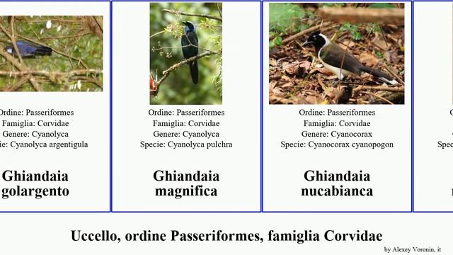 Uccello, ordine Passeriformes, famiglia Corvidae ghiandaia zufolatore corvo delle gazza corvus blu смотреть онлайн