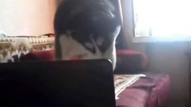 вой хаски смотреть онлайн