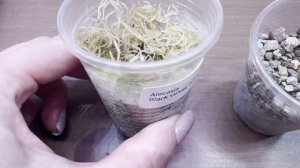 №107. Алоказия, размножение клубнями. Как вырастить и прорастить клубень алоказии?