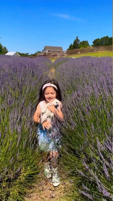 #lavender #sacramento #дети #losangeles #sanfrancisco