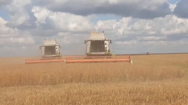 уборочная кампания ООО АП имени Калинина