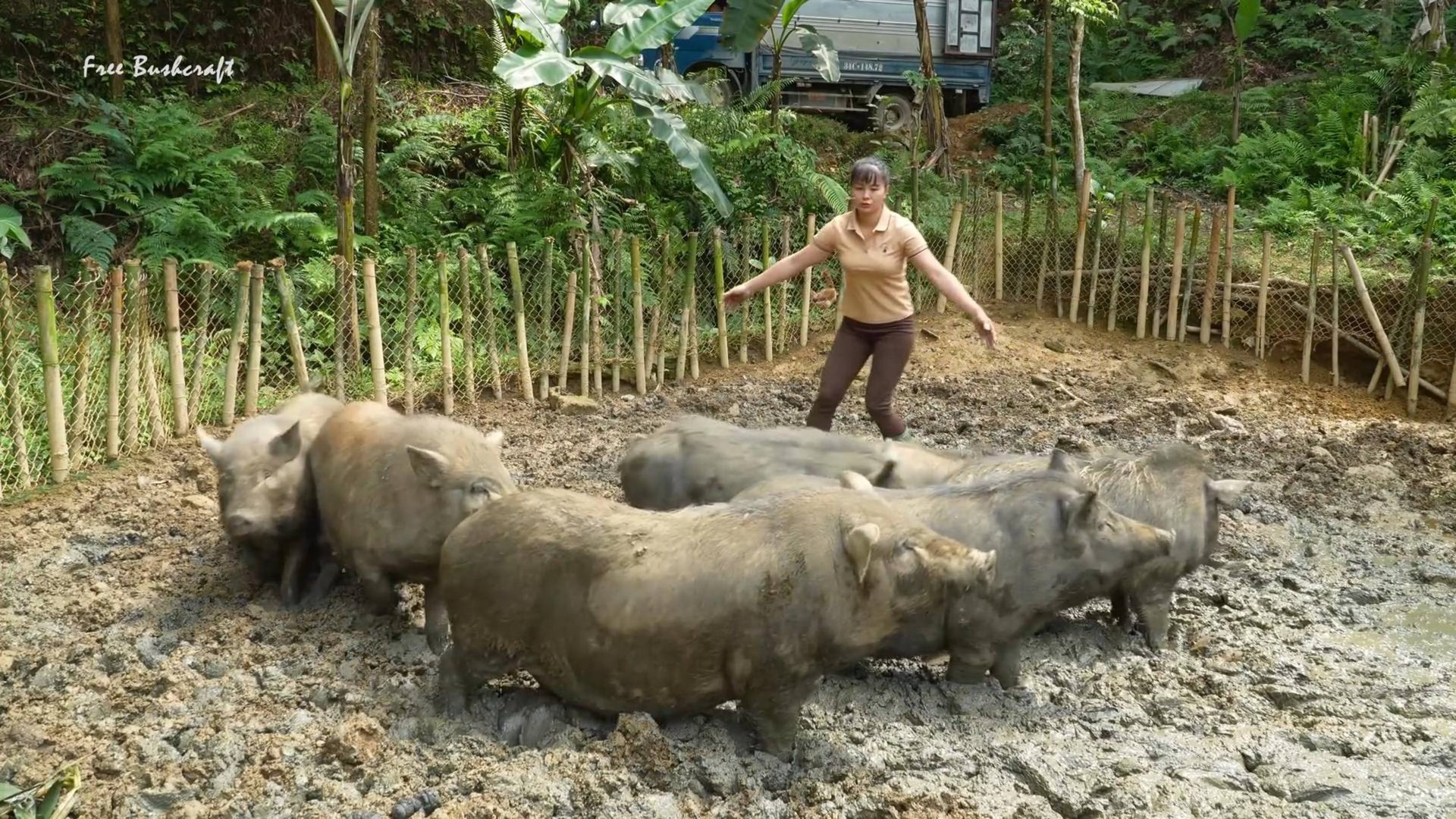 Ферма Бушкрафт в Пханге. Реализация 100-кг свиней и приобретение новых поросят для выращивания. смотреть онлайн