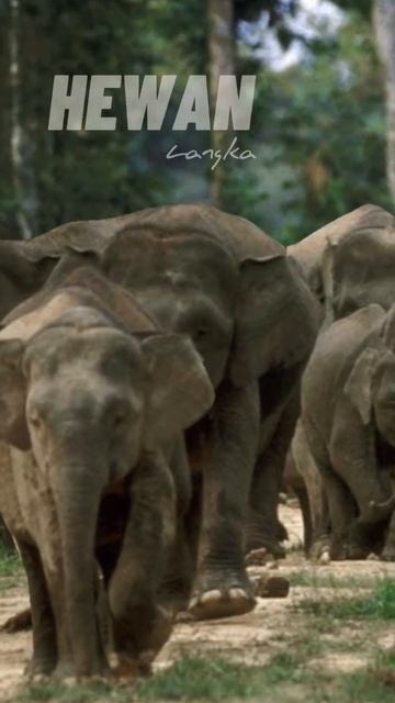 Hewan langka - ini hanya ada di indonesia #shorts #videoshorts #viral смотреть онлайн