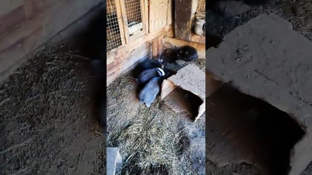 Заргушо ва тарзи нигахбони. смотреть онлайн