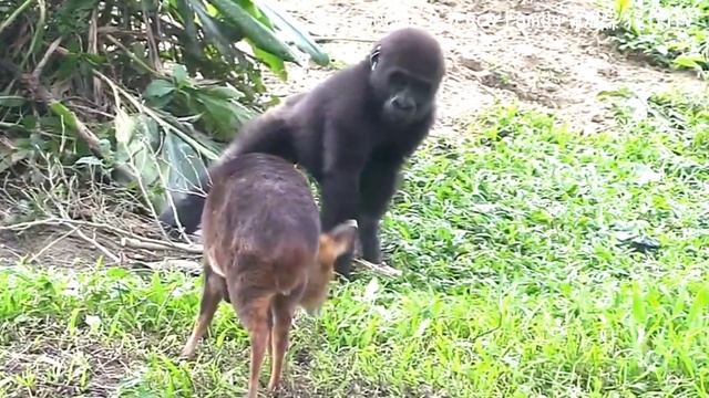 #ASMR #Gorilla #ゴリラ | D'jeeco Family 🦍Wonderful short film【#金剛猩猩】 #2022/1374 #動森猩聞 |Taipei Zoo 臺北動物 смотреть онлайн