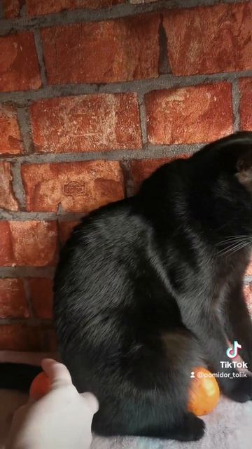 Black Cat and mandarin смотреть онлайн