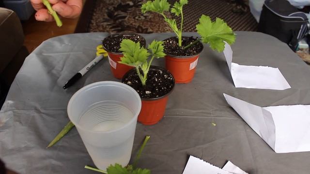 По секрету бабусі– укоріняємо черенкі…  Королівскої пеларгонії