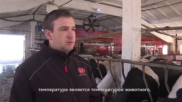 Роботы Lely Astronaut A4 и Lely Juno. ООО «Межадорское», республика Коми смотреть онлайн