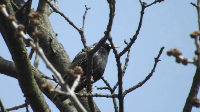 Скворцы прилетели смотреть онлайн
