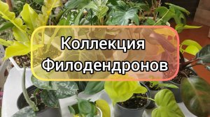 КОЛЛЕКЦИЯ ФИЛОДЕНДРОНОВ