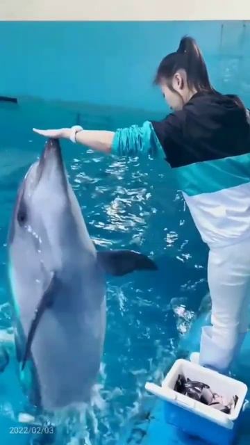 Dolphin #shorts #beautiful #dolphin #cute #viral #trending #reels смотреть онлайн