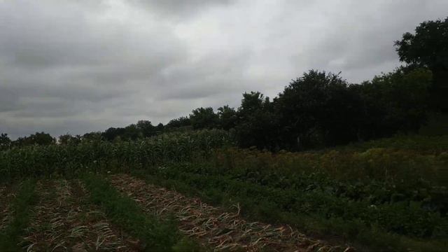 уборка лука смотреть онлайн