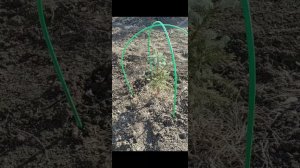 Прощание с участком, что успели сделать