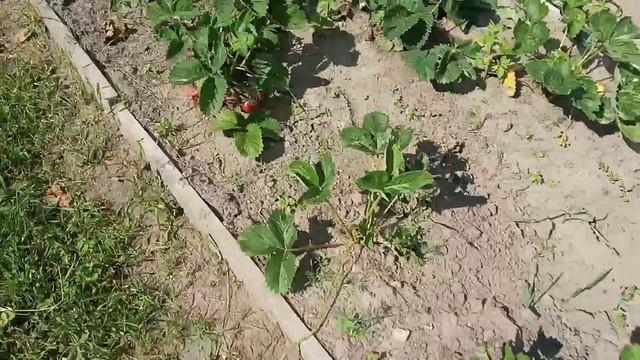 Грядки без сорняков, или для чего делают мульчирование на грядках. смотреть онлайн