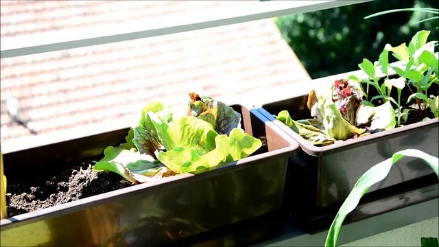 Balkon Garten Tagebuch Teil 18 ☀ 8 Juli + Düngetest Ergebnis ★ смотреть онлайн