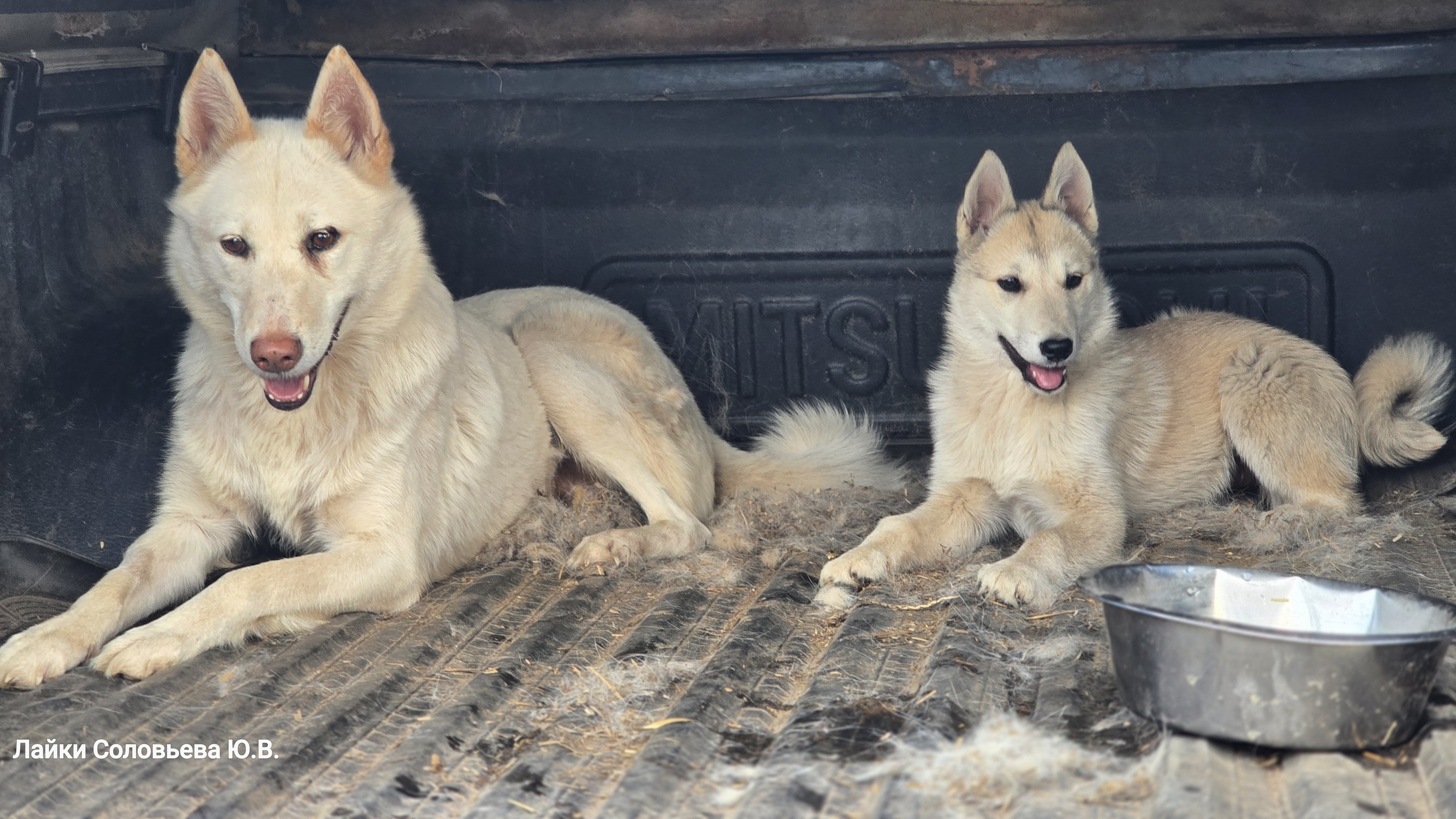 Дара покидает стаю лаек