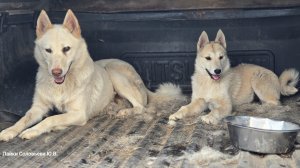 Дара покидает стаю лаек