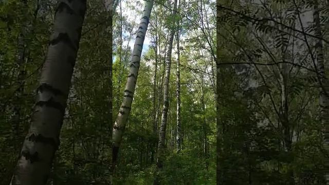 Берёзовый лес/Брезова гора/Birch forest 10.06.2023 #лес #берёзы #shorts смотреть онлайн