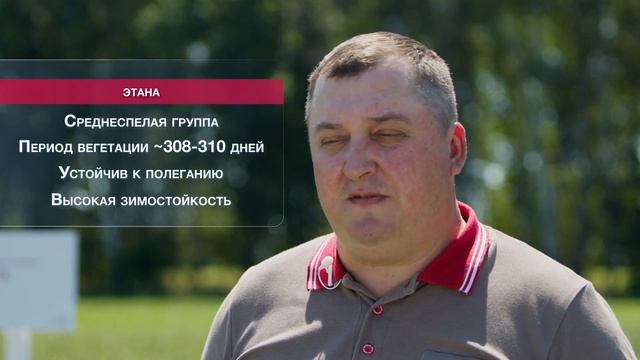 Сорта озимой пшеницы сезона 2022 смотреть онлайн