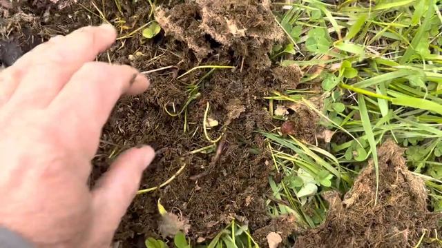 Bull Mob Is Slicking Off Their Winter Hair Coat On Lush Green Grass.