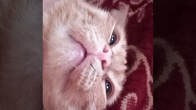 Убивают кота. смотреть онлайн