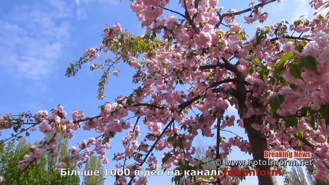 Удивительно: в Кропивницком уже зацвели сакуры смотреть онлайн