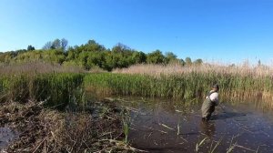 Кошу болото, жую рогоз.  Как сделать пруд из болота