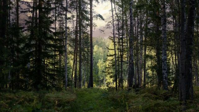 Forest Morning Ambience 10 Hours Sleep Sounds