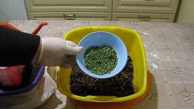 пересадка калифорнийских червяков, 2 я часть смотреть онлайн