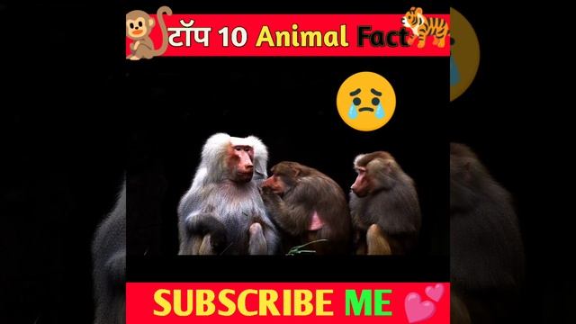 Top 10 Animal Facts