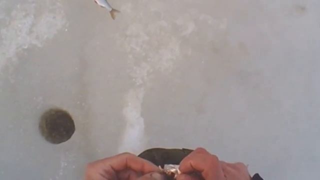 Не Прикармливай Рыбу Мотылём на Рыбалке в Марте,СМОТРИ ВИДЕО! смотреть онлайн