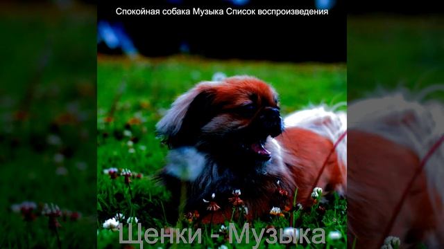 Видения (Расслабляющие собаки) смотреть онлайн