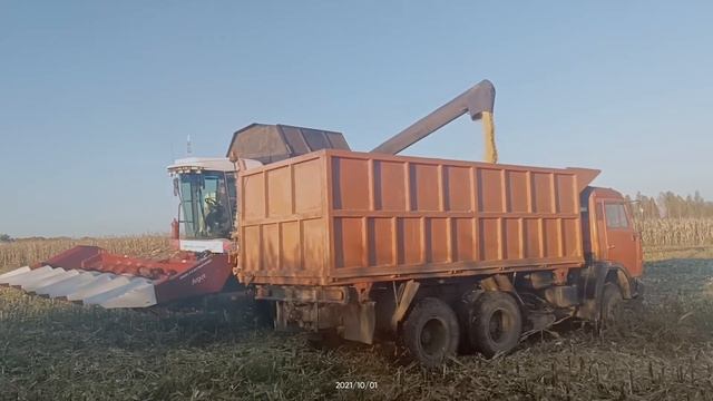 Выгрузка кукурузы Акрос 595 Плюс /Сезон уборки 2021 год №7