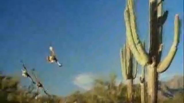 Harris's Hawk Cooperative Hunting