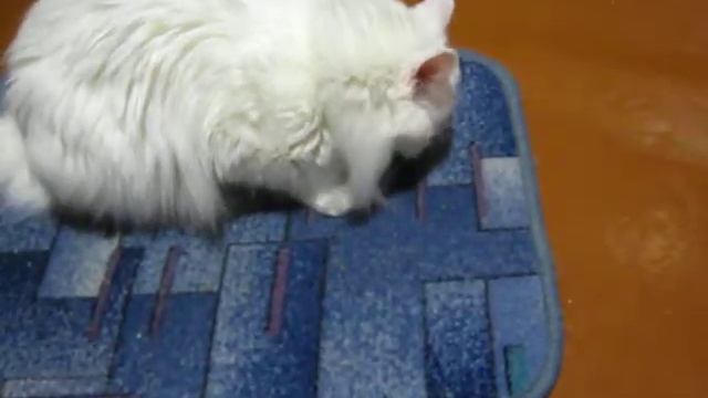 Кошка и кошачья мята смотреть онлайн