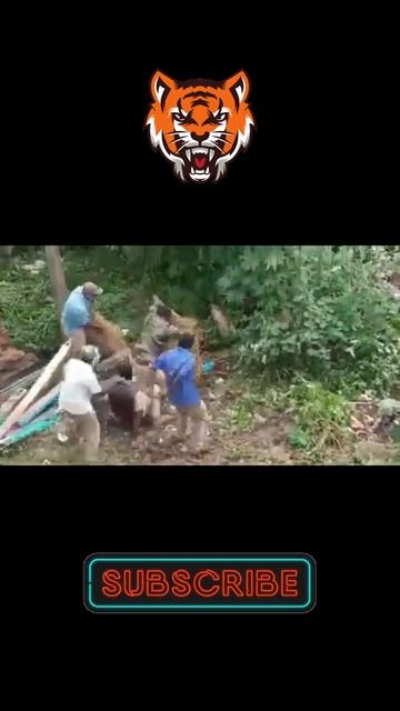 Cheetah Escapes From Forest Rangers - Caught On Camera #animalattack #cctv #trending