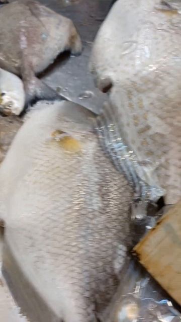 HUGE RED SNAPPER FRESH READY TO COOK AW 👌#shorts