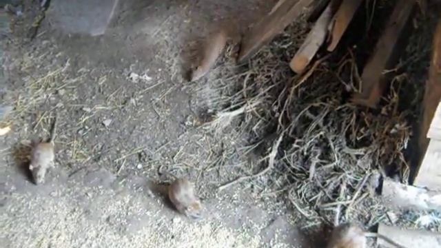 крысы пытаюся преодолеть свой страх, что бы поесть!.avi смотреть онлайн