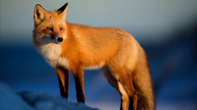 Fox Sound Effect, Real Sounds Of Foxes Screaming, Wild Animals Sound Effects, Noises, Free Download