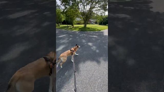 #jam #pitbull #longboard #skateboarding #gooddog #pitsky #husky #blue #viral смотреть онлайн
